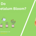 When Do Loropetalum Bloom