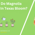 When Do Magnolia Trees In Texas Bloom