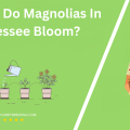 When Do Magnolias In Tennessee Bloom