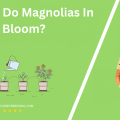 When Do Magnolias In Texas Bloom