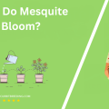 When Do Mesquite Trees Bloom