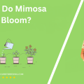 When Do Mimosa Trees Bloom