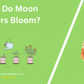 When Do Moon Flowers Bloom