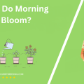 When Do Morning Glory Bloom