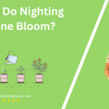 When Do Nighting Jasmine Bloom