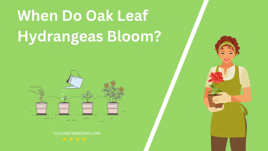 When Do Oak Leaf Hydrangeas Bloom