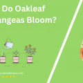 When Do Oakleaf Hydrangeas Bloom