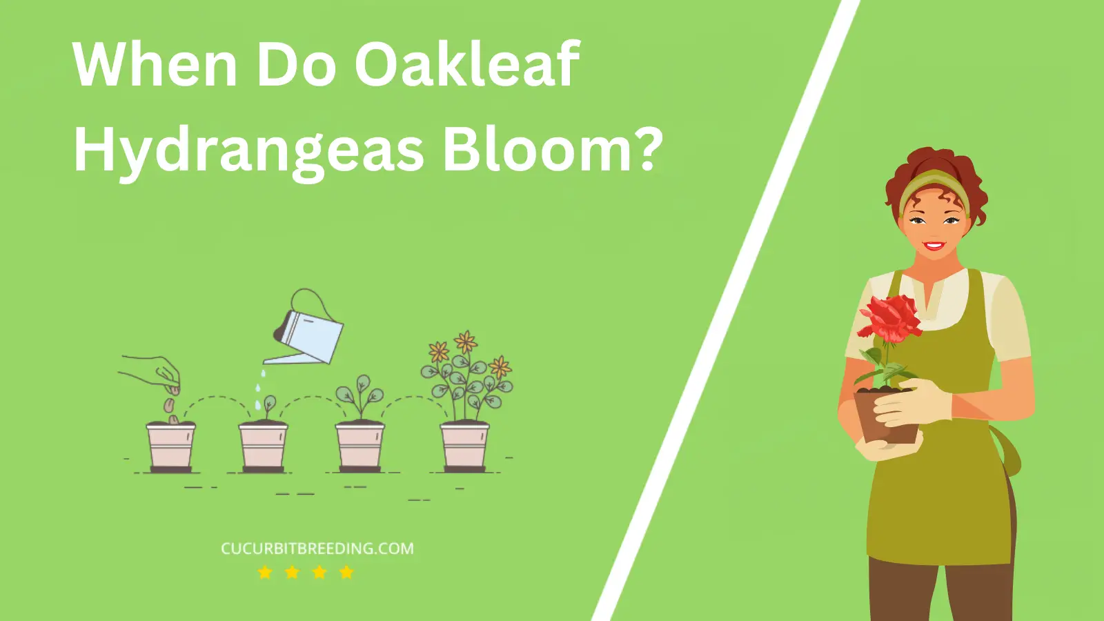 When Do Oakleaf Hydrangeas Bloom?