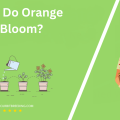 When Do Orange Lilies Bloom