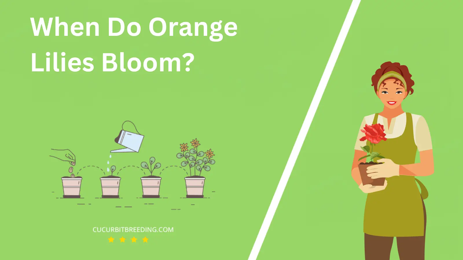 When Do Orange Lilies Bloom?