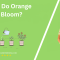 When Do Orange Trees Bloom