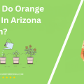 When Do Orange Trees In Arizona Bloom