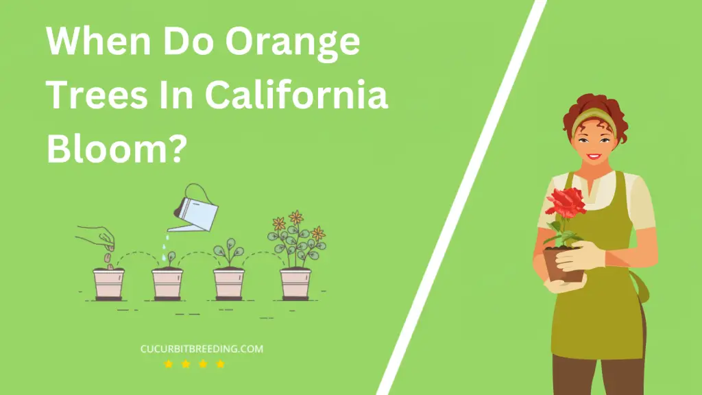 When Do Orange Trees In California Bloom