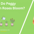 When Do Peggy Martin Roses Bloom