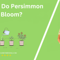 When Do Persimmon Trees Bloom