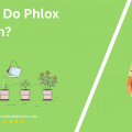 When Do Phlox Bloom