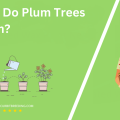 When Do Plum Trees Bloom