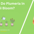When Do Plumeria In Hawaii Bloom