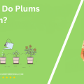 When Do Plums Bloom