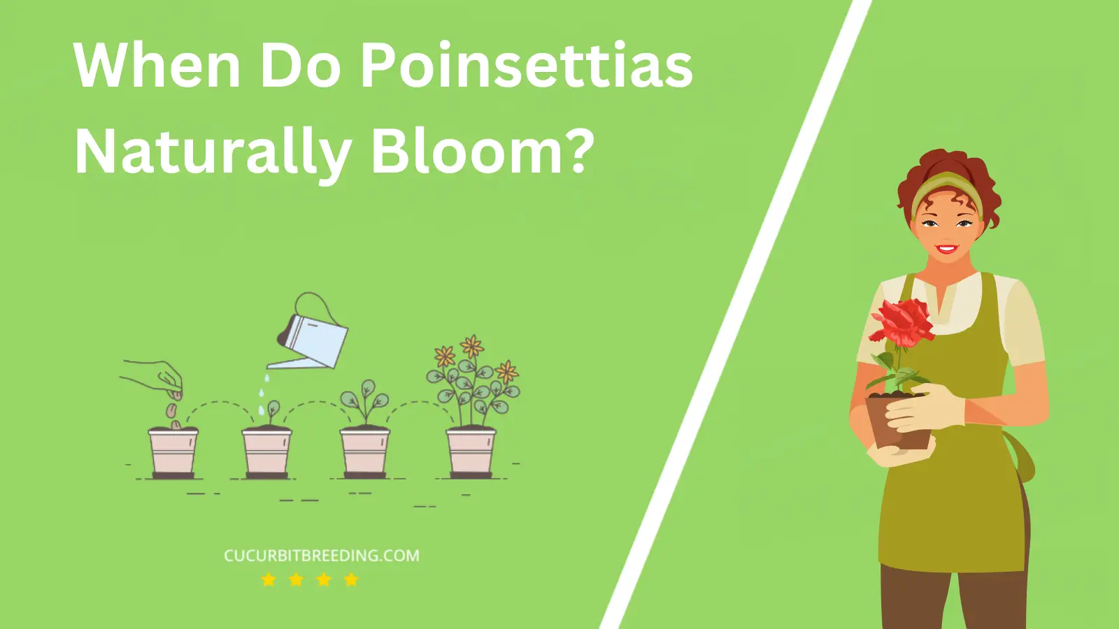 When Do Poinsettias Naturally Bloom?
