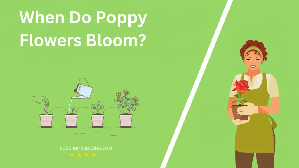 When Do Poppy Flowers Bloom