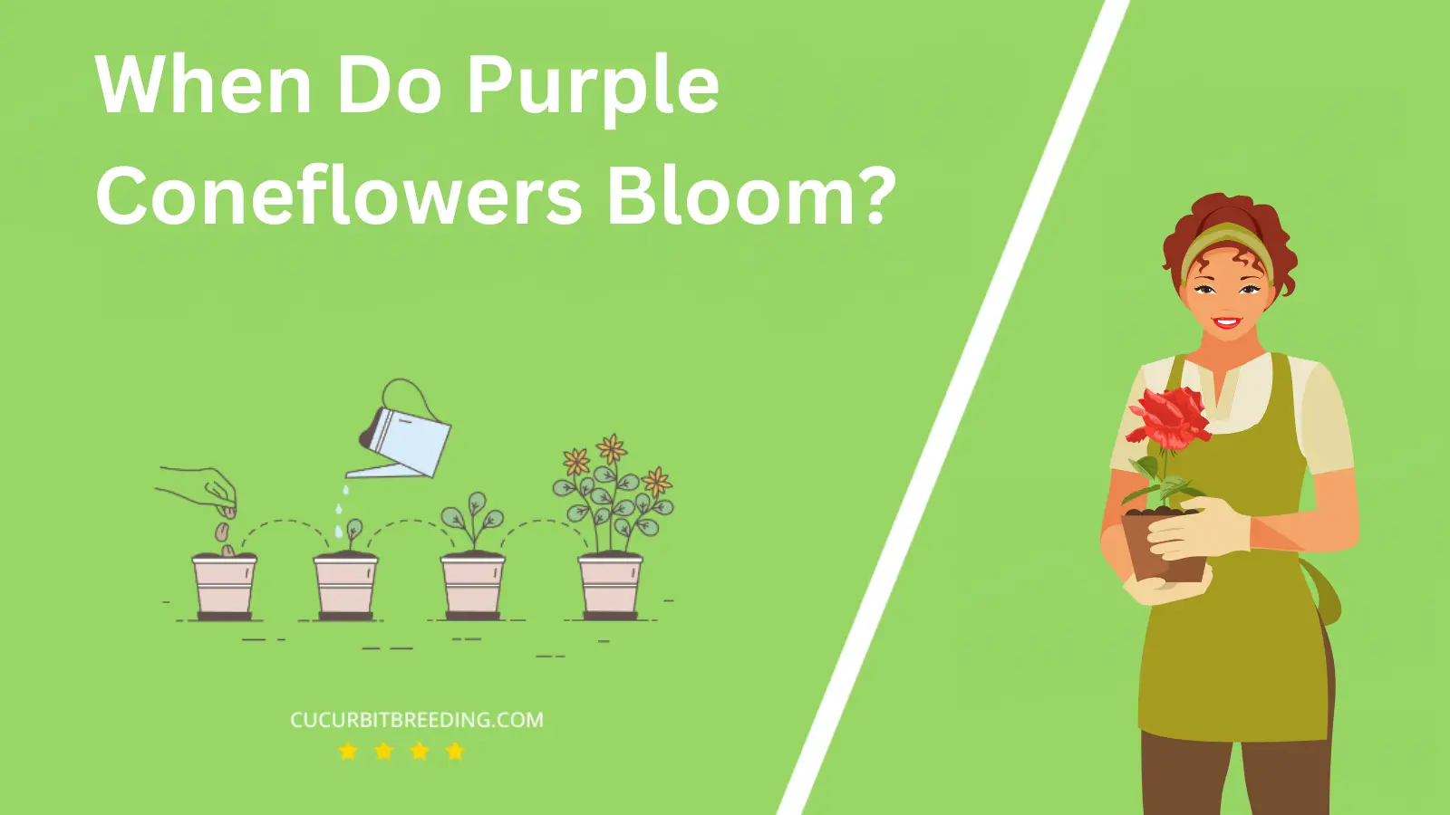 When Do Purple Coneflowers Bloom?