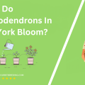 When Do Rhododendrons In New York Bloom