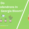 When Do Rhododendrons In North Georgia Bloom