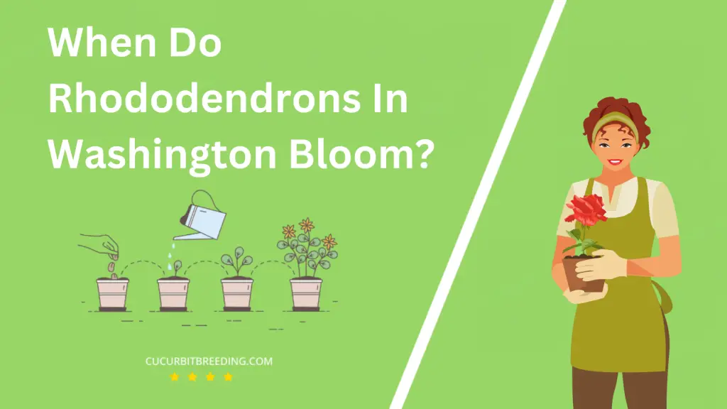 When Do Rhododendrons In Washington Bloom