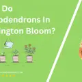 When Do Rhododendrons In Washington Bloom
