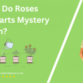 When Do Roses Hogwarts Mystery Bloom