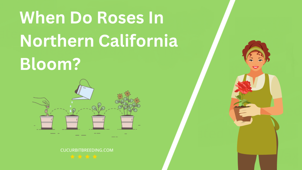 When Do Roses In Northern California Bloom