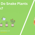 When Do Snake Plants Bloom