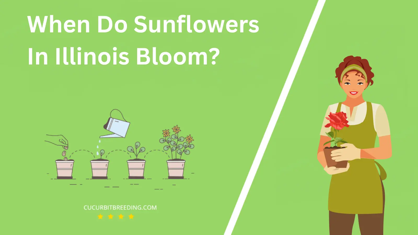 When Do Sunflowers In Illinois Bloom?
