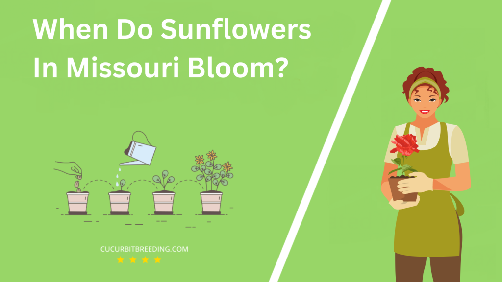 When Do Sunflowers In Missouri Bloom