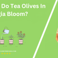 When Do Tea Olives In Georgia Bloom