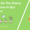 When Do The Cherry Blossoms In Nyc Bloom