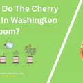When Do The Cherry Trees In Washington Dc Bloom