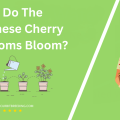 When Do The Japanese Cherry Blossoms Bloom