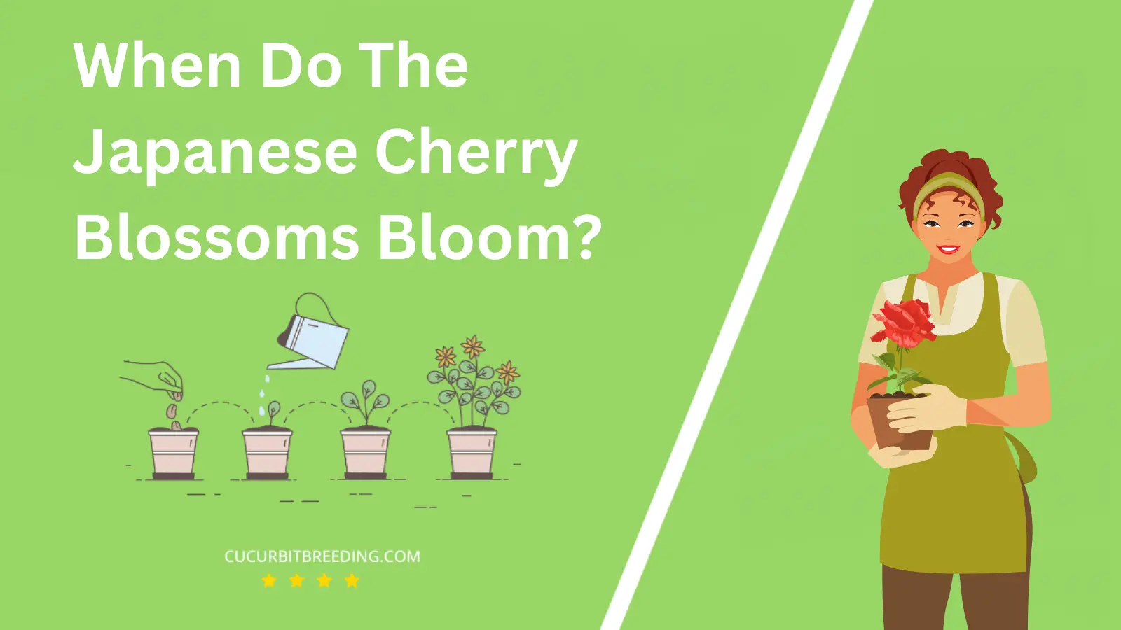 When Do The Japanese Cherry Blossoms Bloom?