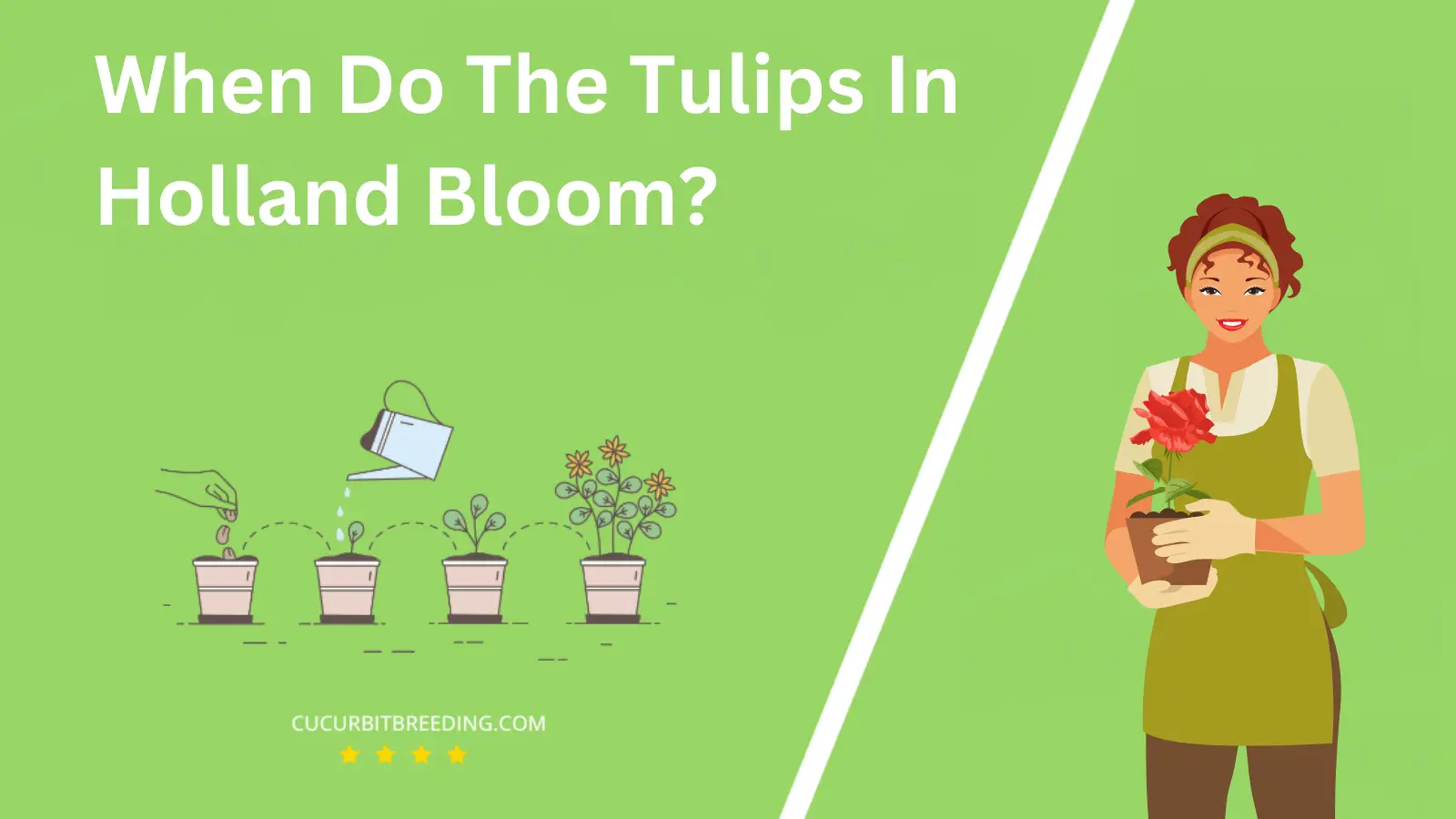 When Do The Tulips In Holland Bloom?