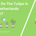 When Do The Tulips In The Netherlands Bloom