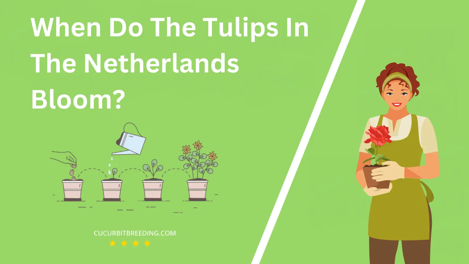 When Do The Tulips In The Netherlands Bloom?