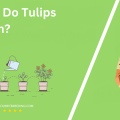 When Do Tulips Bloom