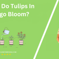 When Do Tulips In Chicago Bloom