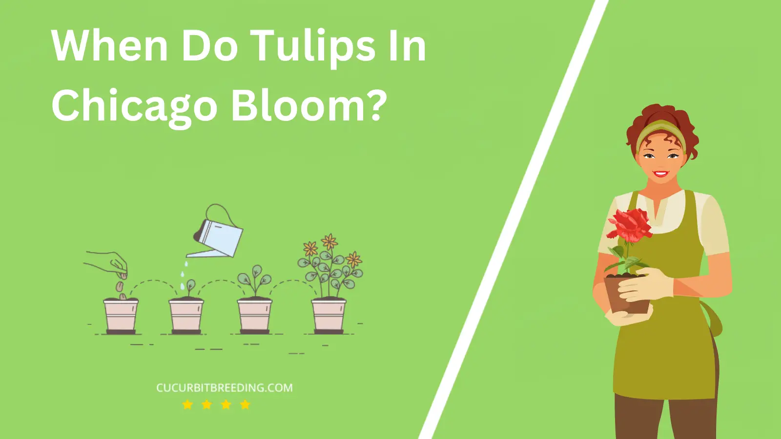 When Do Tulips In Chicago Bloom?