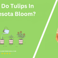 When Do Tulips In Minnesota Bloom