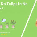 When Do Tulips In Nc Bloom