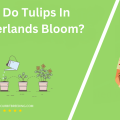 When Do Tulips In Netherlands Bloom