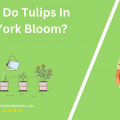 When Do Tulips In New York Bloom